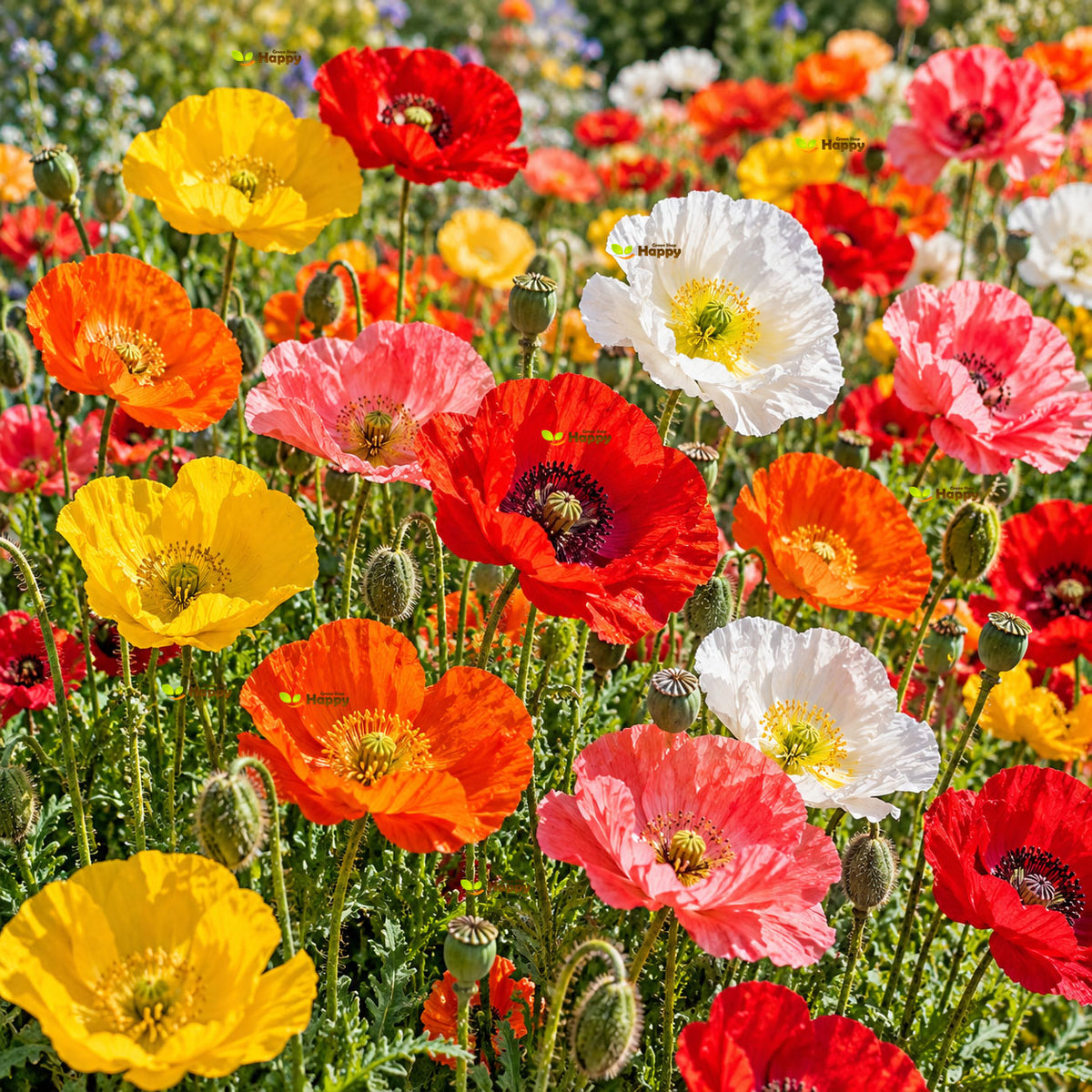English Poppy 'Shirley' mix - 23 000 seeds (Papaver rhoeas)