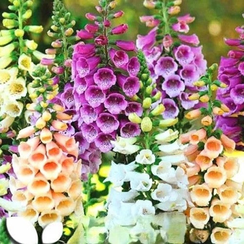 Dwarf Foxglove 'Foxy' mix- 8000 seeds (Digitalis Purpurea)