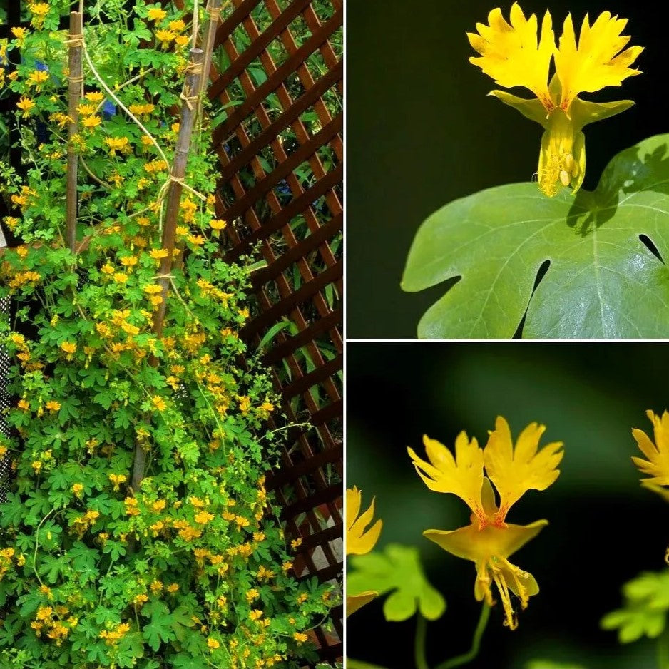 Canary Creeper - 40 seeds (Tropeoleum peregrinum)