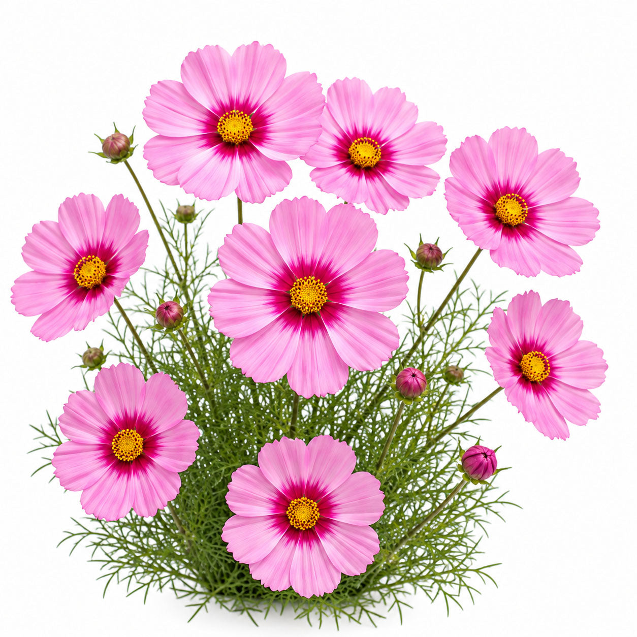 Dwarf Cosmos Seeds Sensation Pink with Ring | Cosmos bipinnatus Annual Flowers