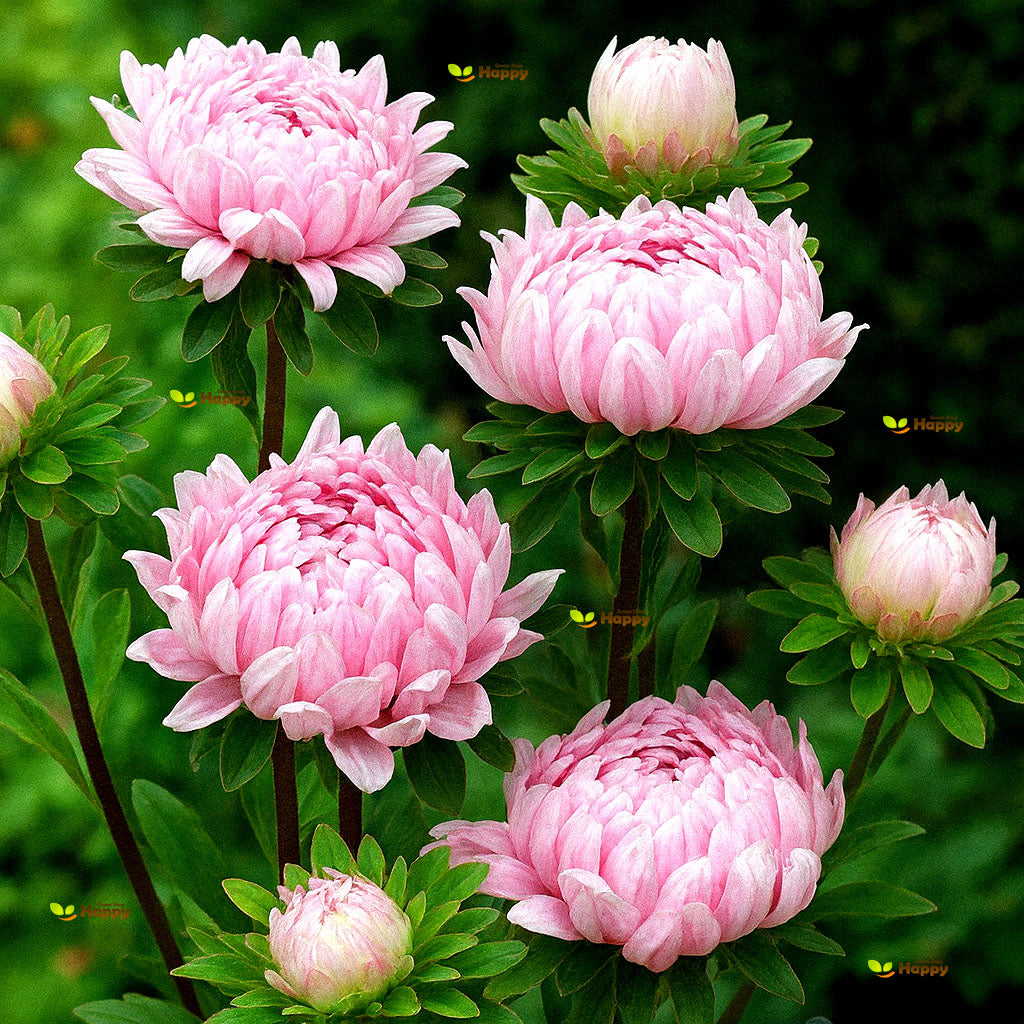 Peony Aster 'Delicate Pink' - 150 seeds (Callistephus chinensis)