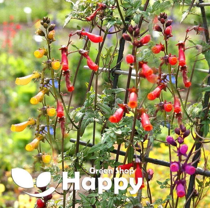 Chilean Glory Flower - 200 seeds (Eccremocarpus Scaber)