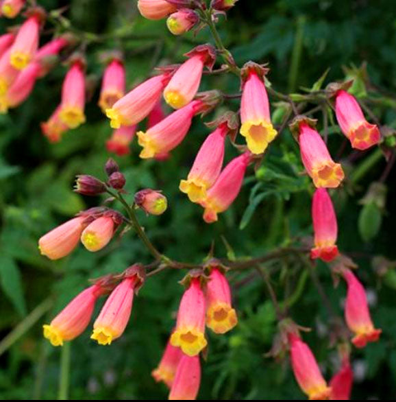Chilean Glory Flower - 200 seeds (Eccremocarpus Scaber)