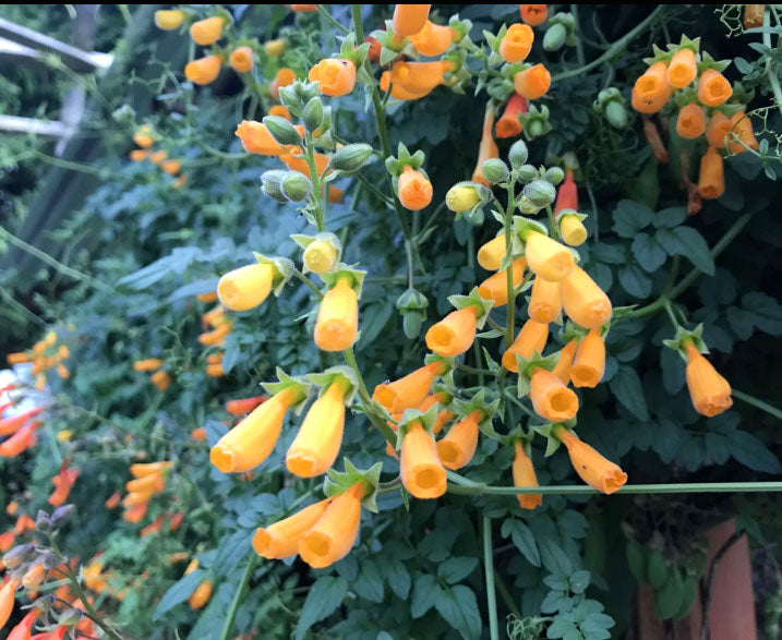 Chilean Glory Flower - 200 seeds (Eccremocarpus Scaber)