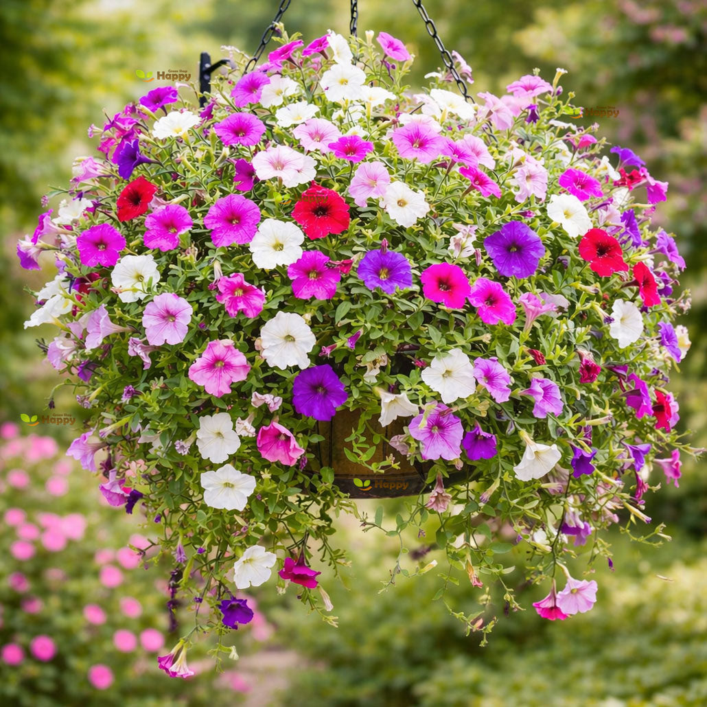 Petunia mix - 1500 seeds (Petunia hybrida pendula)