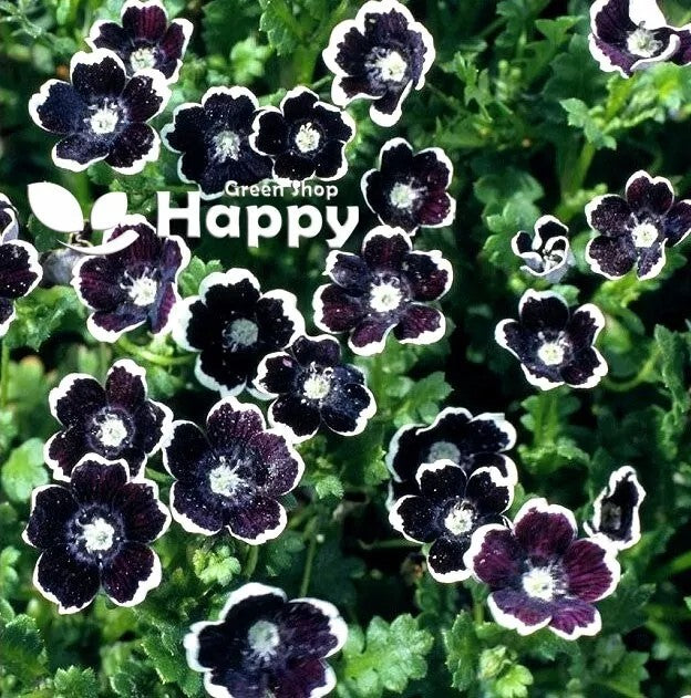 Nemophila 'Penny Black' - 300 seeds (Nemophila menziesii)