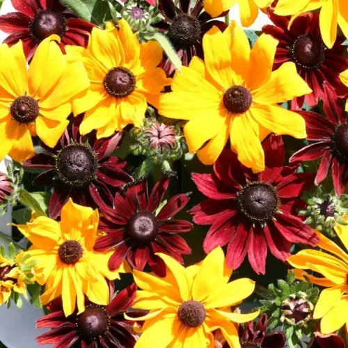 Rudbeckia 'Rustic dwarf' mixed - 1000 seeds (Rudbeckia hirta)