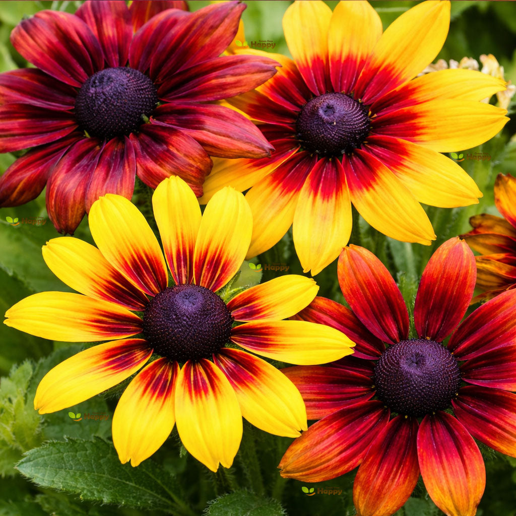 Rudbeckia Seeds 'Rustic dwarf' mixed - 1000 seeds (Rudbeckia hirta) Flower Seeds