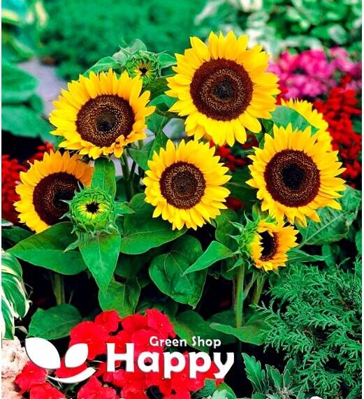 Sunflower dwarf 'Big smile' - 50 seeds (Helianthus annuus)