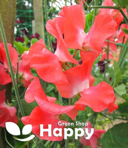 Sweet Pea Parfume 'Edith Flanagan' - 15 seeds (Lathyrus Odoratus)