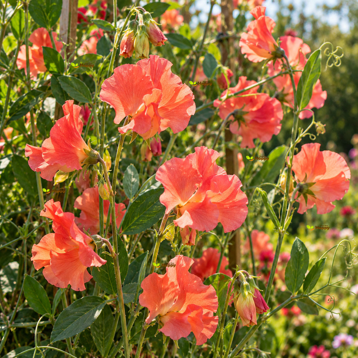 Sweet Pea Parfume 'Edith Flanagan' - 15 seeds (Lathyrus Odoratus)