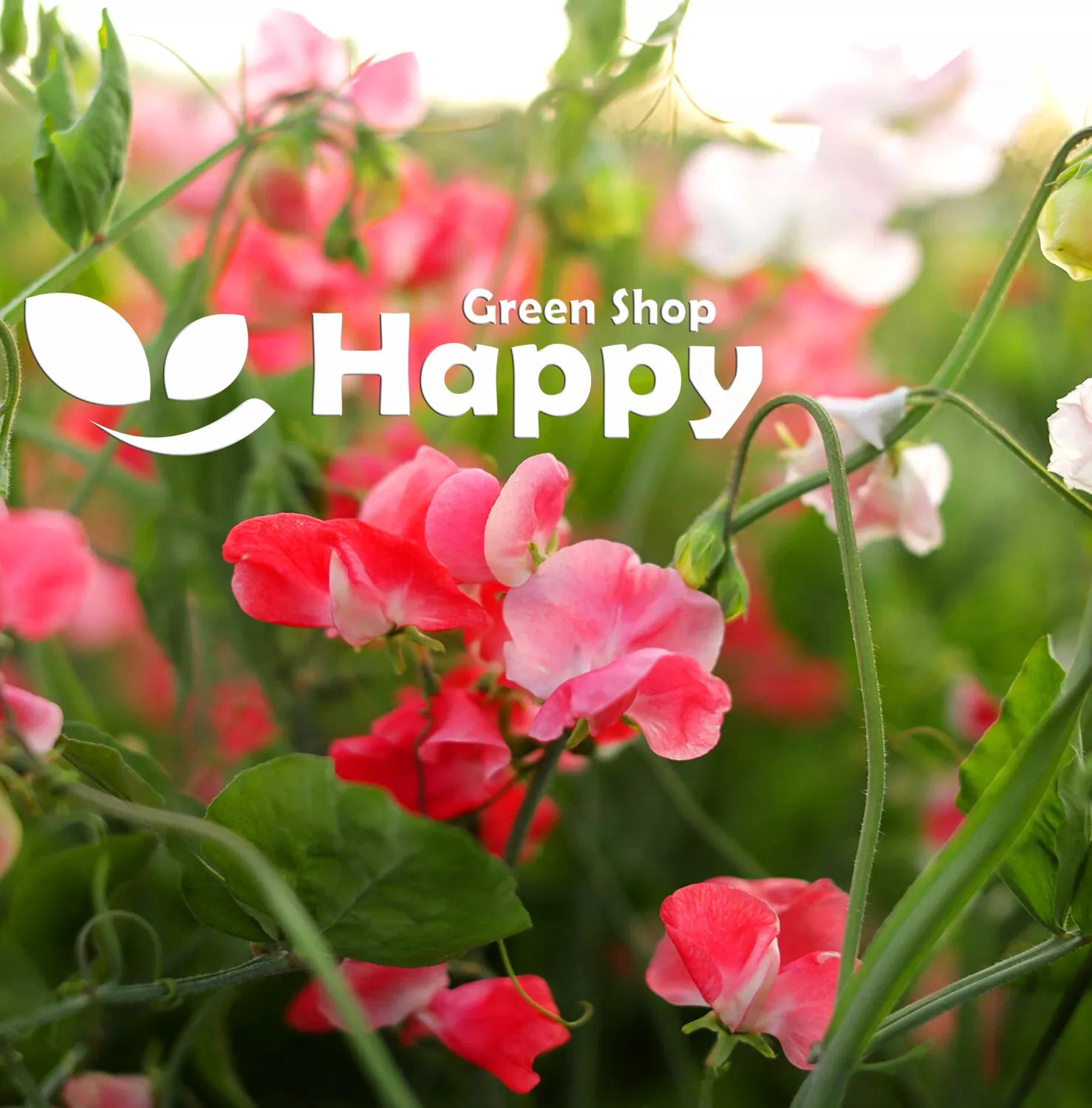 Sweet Pea Parfume 'Edith Flanagan' - 15 seeds (Lathyrus Odoratus)