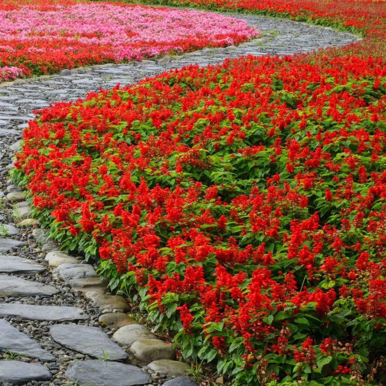 Scarlet Salvia 'Piccolo' - 50 seeds (Salvia Splendens)
