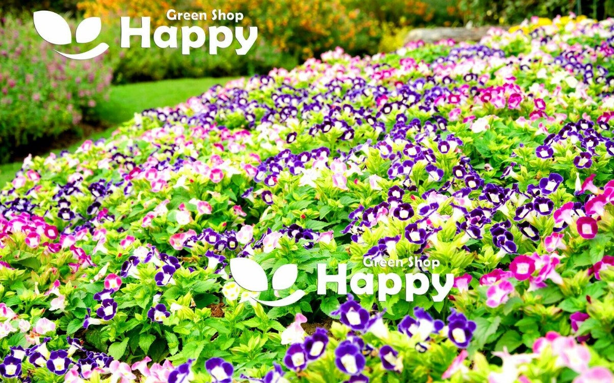 Torenia `Wishbone flower` mix - 12 seeds (Torenia Fournieri F2 Hybrids)