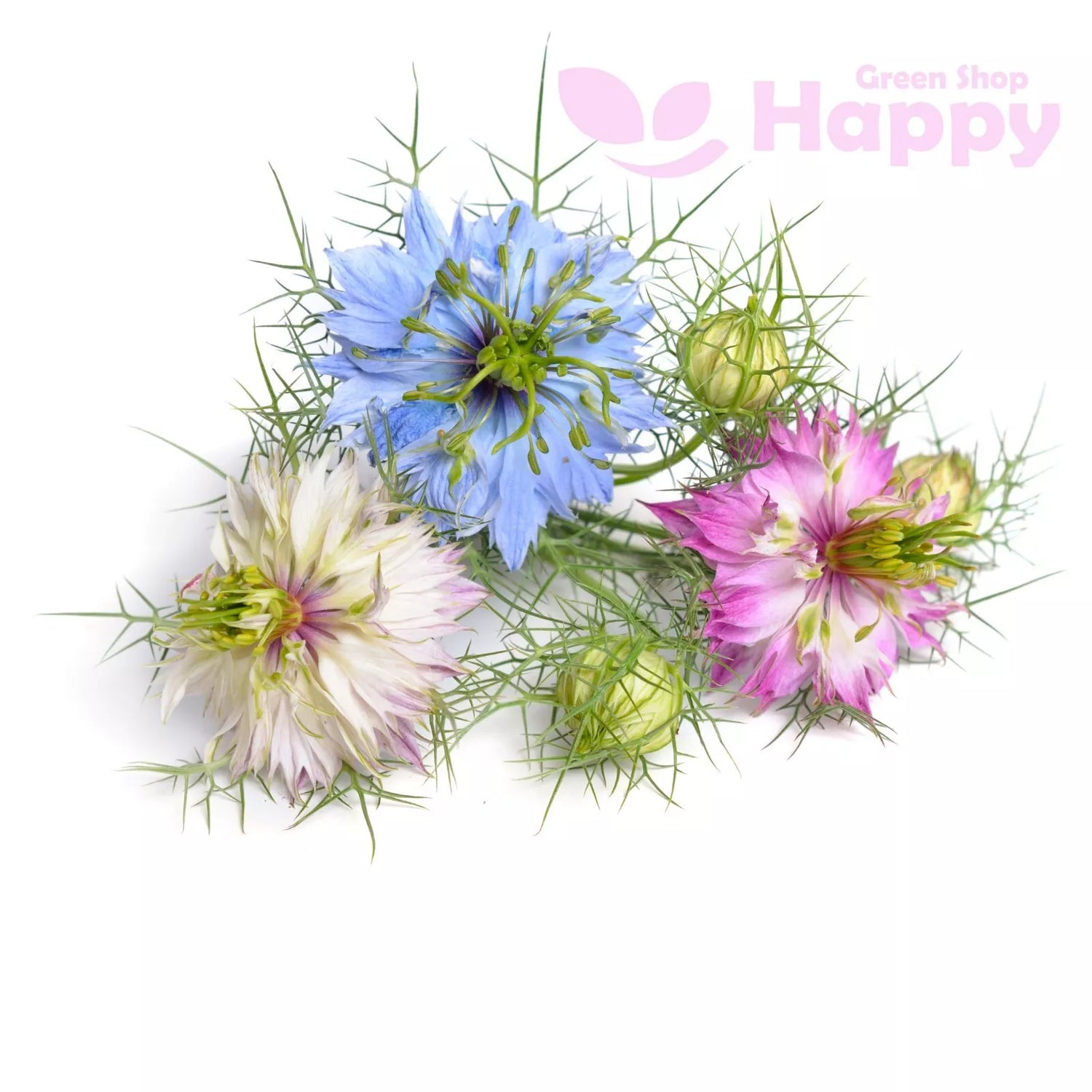 Love in a mist `Miss Jekyll` double mix - 1000 seeds (Nigella damascena)