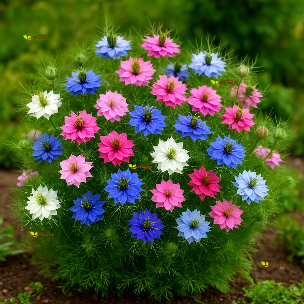Love in a mist `Miss Jekyll` double mix - 1000 seeds (Nigella damascena)