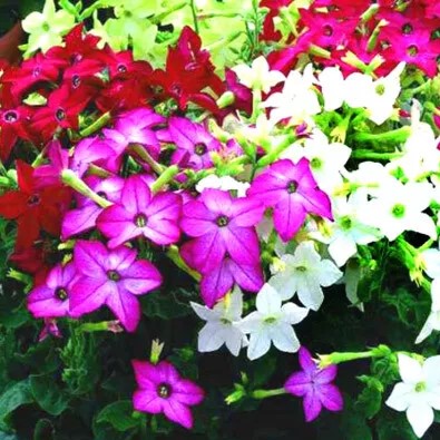 Dwarf flowering Tobacco mix - 2000 seeds (Nicotiana alata nana)