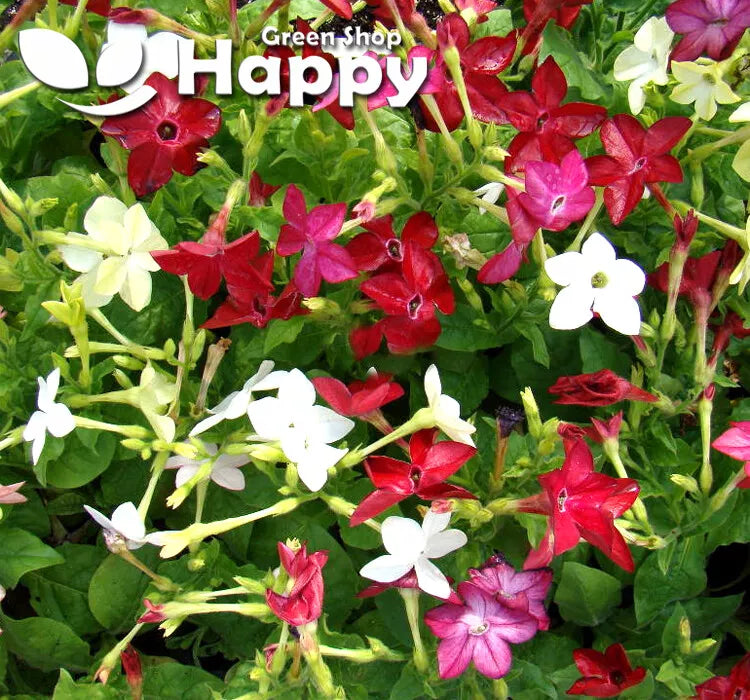 Flowering Tobacco - 2000 seeds (Nicotiana alata Grandiflora)
