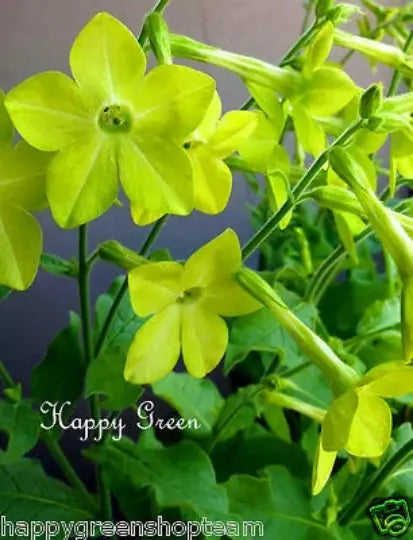 Flowering Tobacco - 2000 seeds (Nicotiana alata Grandiflora)