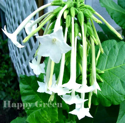 Woodland Tobacco Plant white - 5000 seeds (Nicotiana sylvestris)