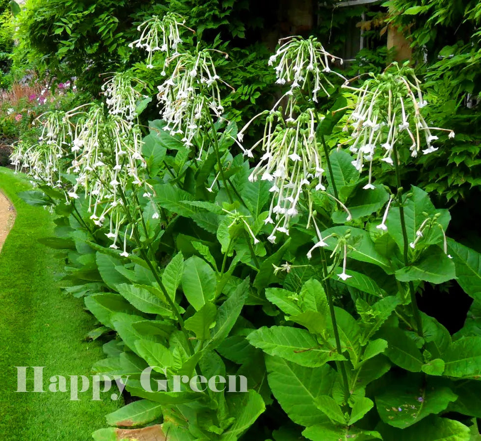 Woodland Tobacco Plant white - 5000 seeds (Nicotiana sylvestris)