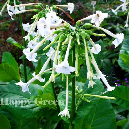 Woodland Tobacco Plant white - 5000 seeds (Nicotiana sylvestris)