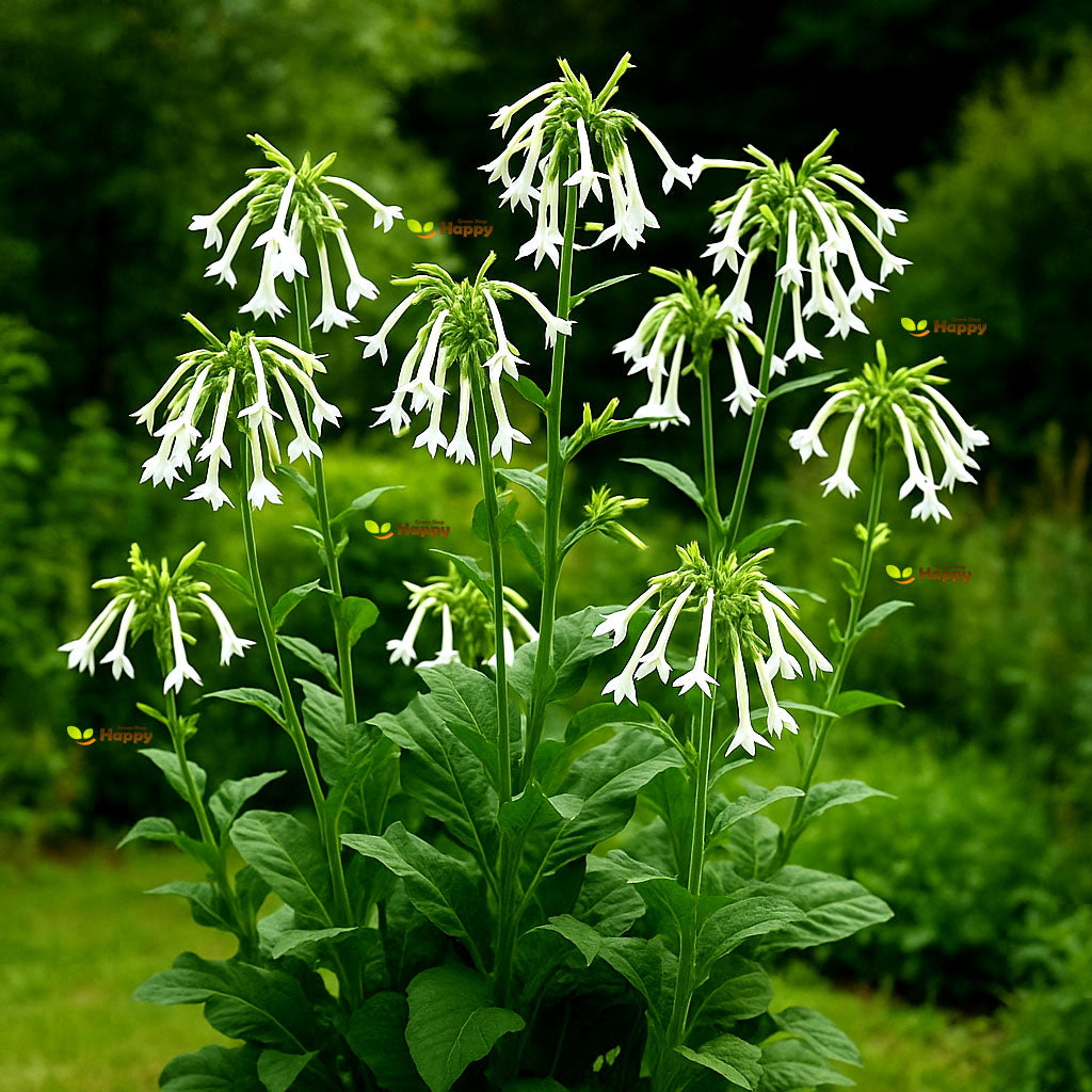 Woodland Tobacco Plant white - 5000 seeds (Nicotiana sylvestris)