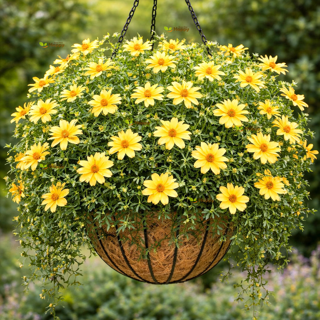 Bur Marigold ‘Bidens aurea’ – 300 Seeds (Bidens aurea)
