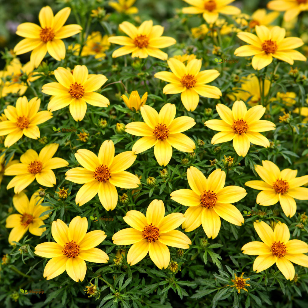 Bur Marigold ‘Bidens aurea’ – 300 Seeds (Bidens aurea)