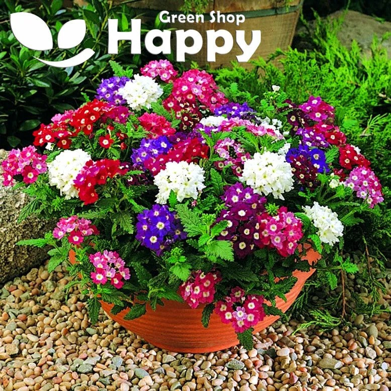 Verbena Mammoth Mix - 300 seeds (Verbena hybrida)