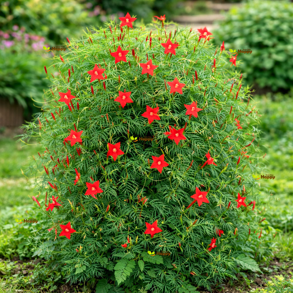 Cypress Vine ‘Red’ – 70 Seeds (Ipomoea quamoclit)