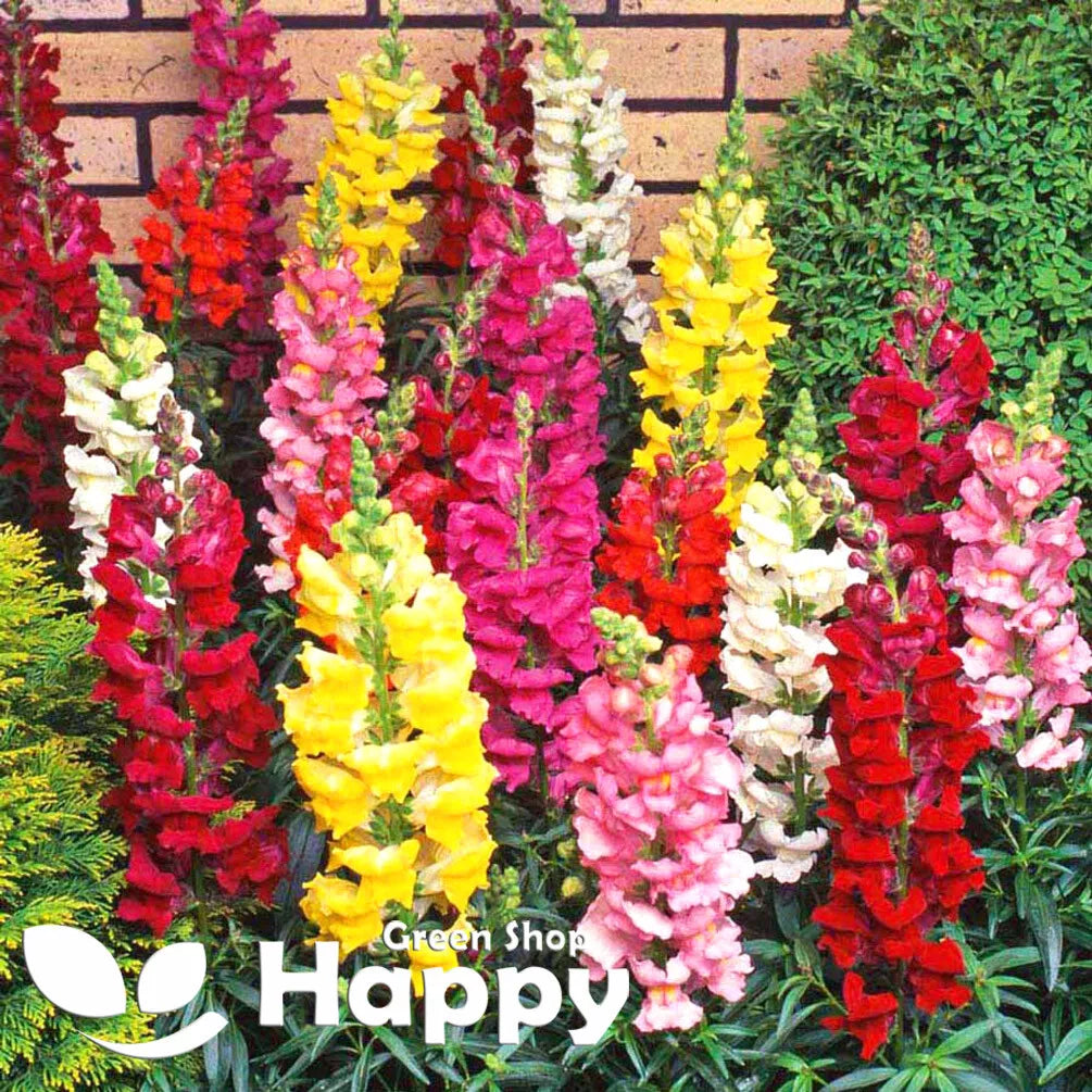 Tall snapdragon mixed - 4000 seeds (Antirrhinum Majus maximus)