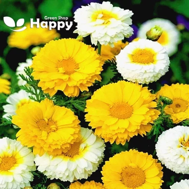 Crown Daisy mix - 400 seeds (Chrysanthemum coronarium)