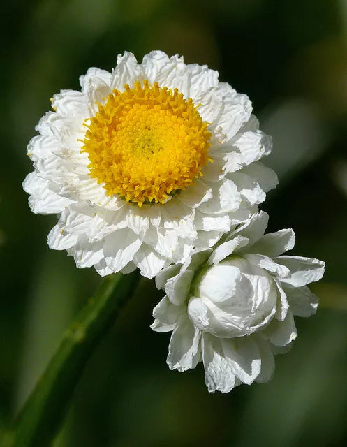 Winged Everlasting Flower - 1000 seeds (Ammobium Alatum)