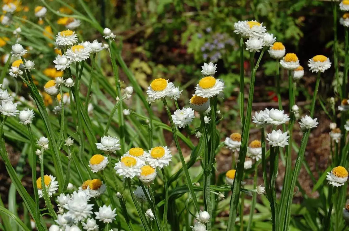 Winged Everlasting Flower - 1000 seeds (Ammobium Alatum)