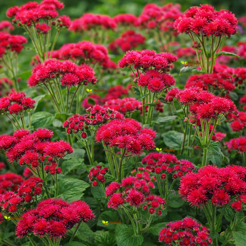 Floss flower 'Red Flint' tall - 1000 seeds (Ageratum mexicanum)