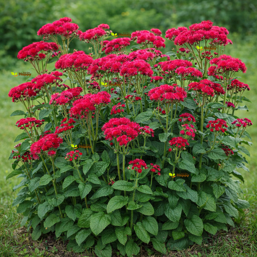 Floss flower 'Red Flint' tall - 1000 seeds (Ageratum mexicanum)