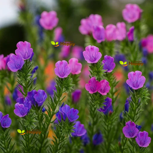 Blueweed Flower Mix - 220 seeds (Echium Plantagineum)