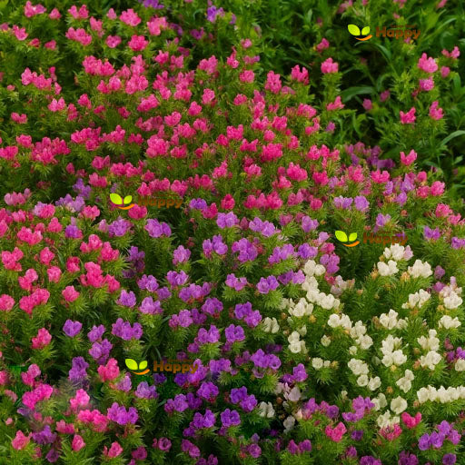 Blueweed Flower Mix - 220 seeds (Echium Plantagineum)