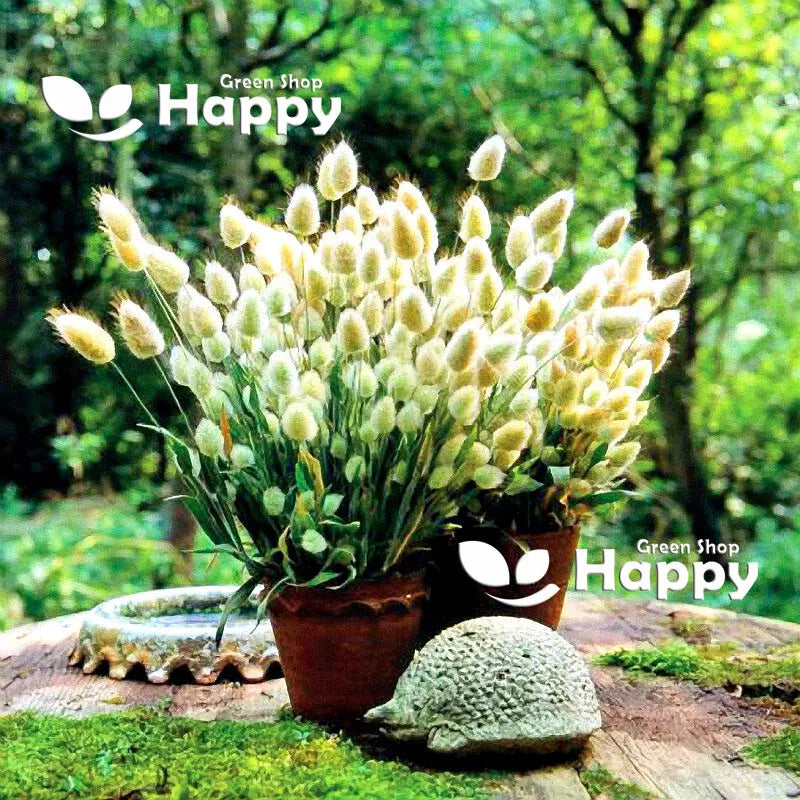 Bunny's tail grass - 600 seeds (Lagurus ovatus)