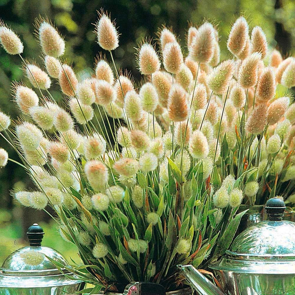 Bunny's tail grass - 600 seeds (Lagurus ovatus)