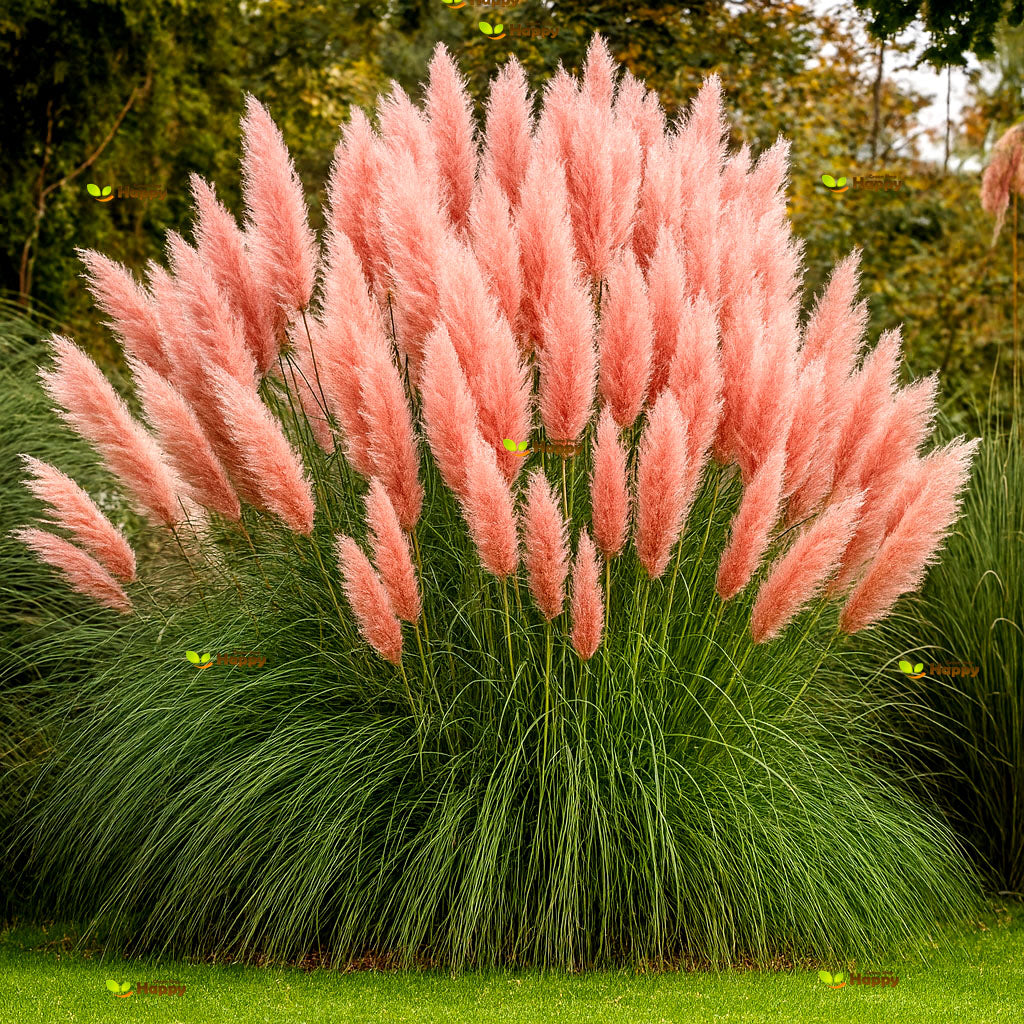Pampas grass pink - 200 seeds (Cortaderia selloana)