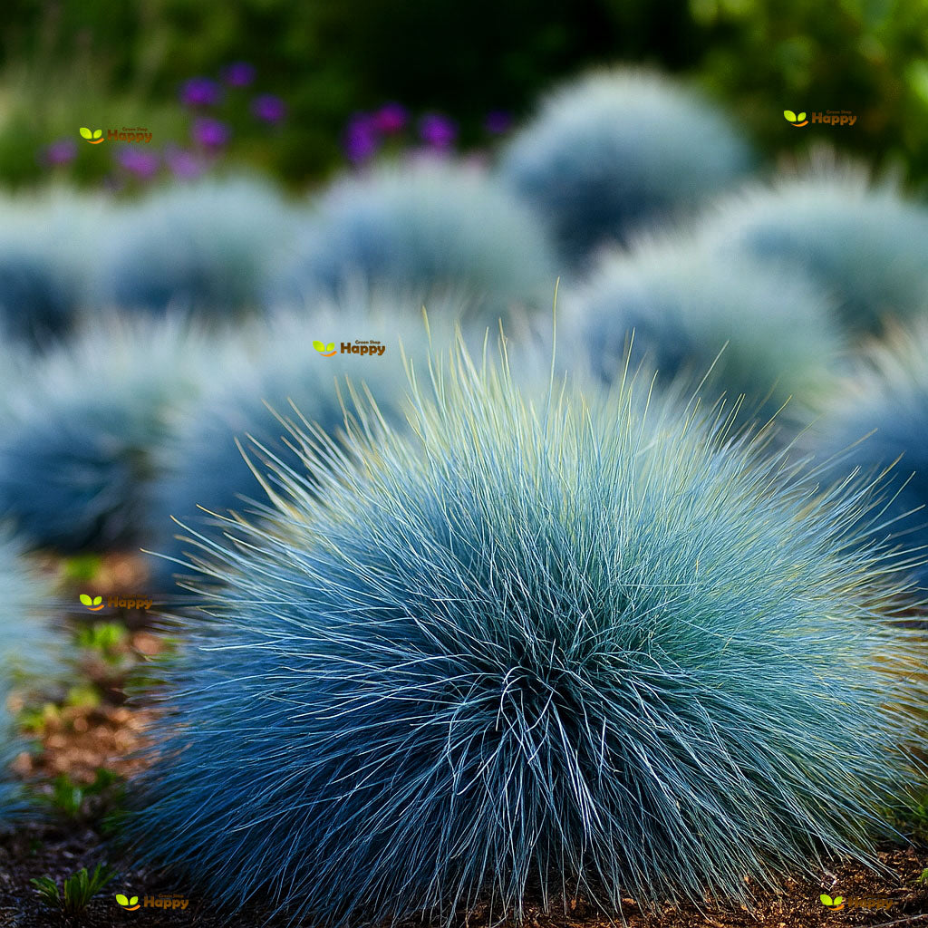 Blue Fescue grass - 300 seeds (Festuca glauca)