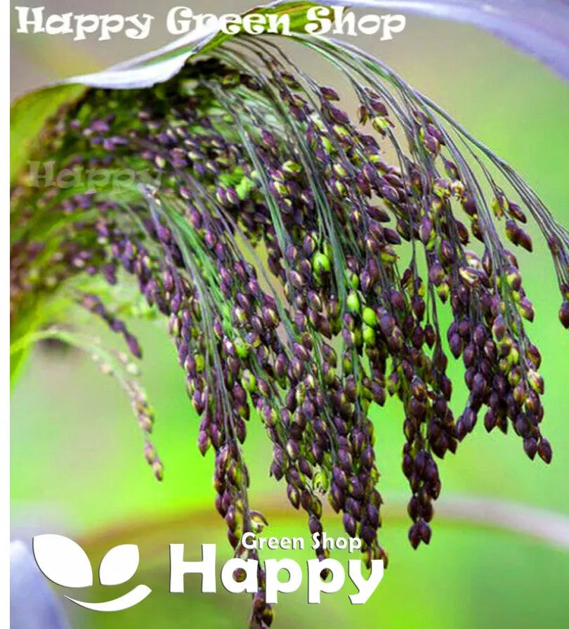 Panic grass, violet millet - 700 seeds (Panicum violaceum)