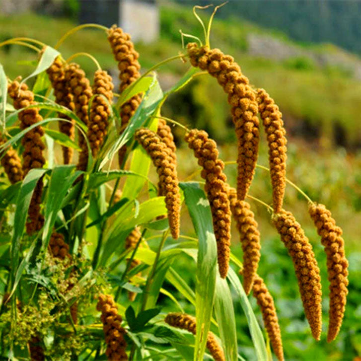 Foxtail Millet - 400 seeds (Setaria italica)