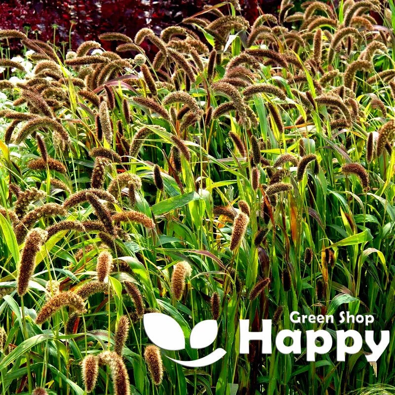 Foxtail Millet - 400 seeds (Setaria italica)
