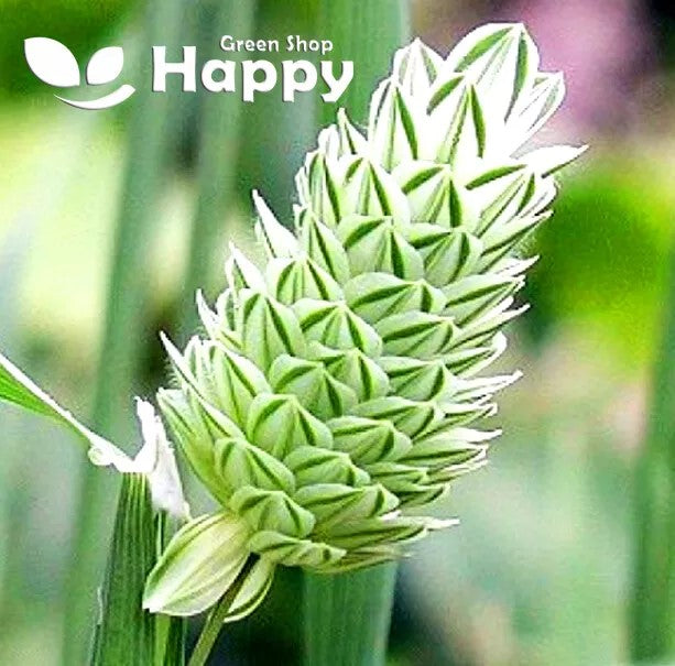 Canary Grass - 500 seeds (Phalaris Canariensis)