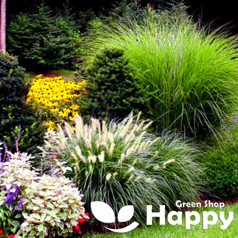 Ornamental grasses mix - 3 grams (canary, panic, foxtail, bristle grass)