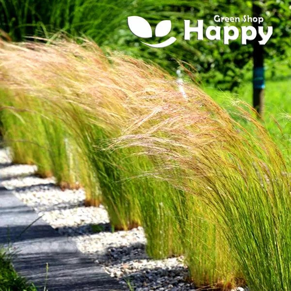 Mexican Feather Grass - 100 seeds (Stipa tenuissima)