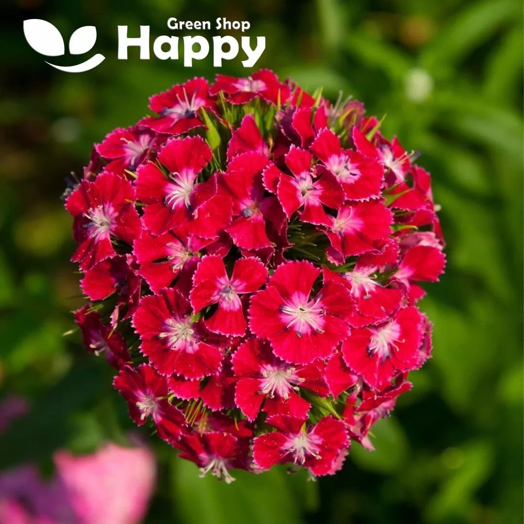 Sweet William Scarlet - 800 seeds (Dianthus barbatus Red)